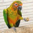 画像3: CAP! 鳥の餌 賞味期限2025/10/10ラフィーバー ニュートリベリー オカメインコ 10oz（284ｇ） (3)