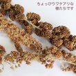 画像2: CAP! 鳥の餌 賞味期限2026/2/28ハネ出し赤粟の穂 500g★ (2)