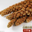 画像1: CAP! 鳥の餌 賞味期限2026/2/28 赤粟の穂 100g★ (1)