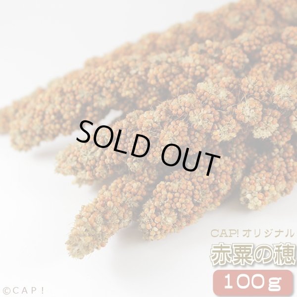 画像1: CAP! 鳥の餌 賞味期限2026/4/30　赤粟の穂 100g★ (1)