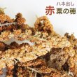 画像1: CAP! 鳥の餌 賞味期限2026/2/28ハネ出し赤粟の穂 500g★ (1)