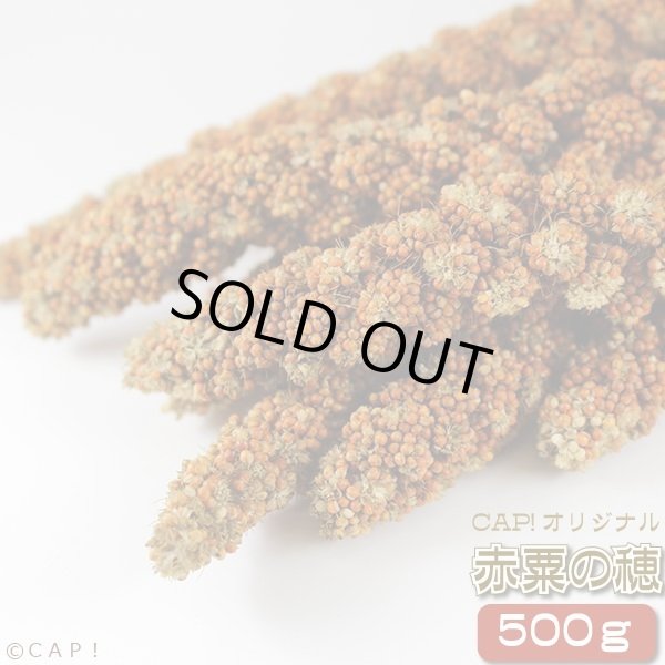 画像1: CAP! 鳥の餌 賞味期限2026/4/30赤粟の穂 500g★ (1)