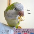 画像3: CAP! 鳥の餌 賞味期限2025/8/1ラフィーバー ポップコーン オカメインコ 4oz (3)