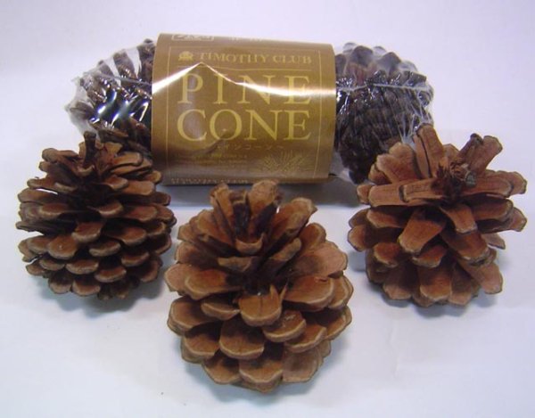 画像1: KAWAI 松ぼっくり PINE CONE まつぼっくり (1)